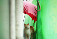 ねこ写真展（仮）